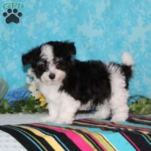 Seagull, Maltipoo Puppy